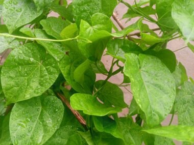15 Science-Backed Health Benefits of Gongronema latifolium (Utazi): Uses, Nutrition, Side Effects, and How to Prepare It (2026 Guide)